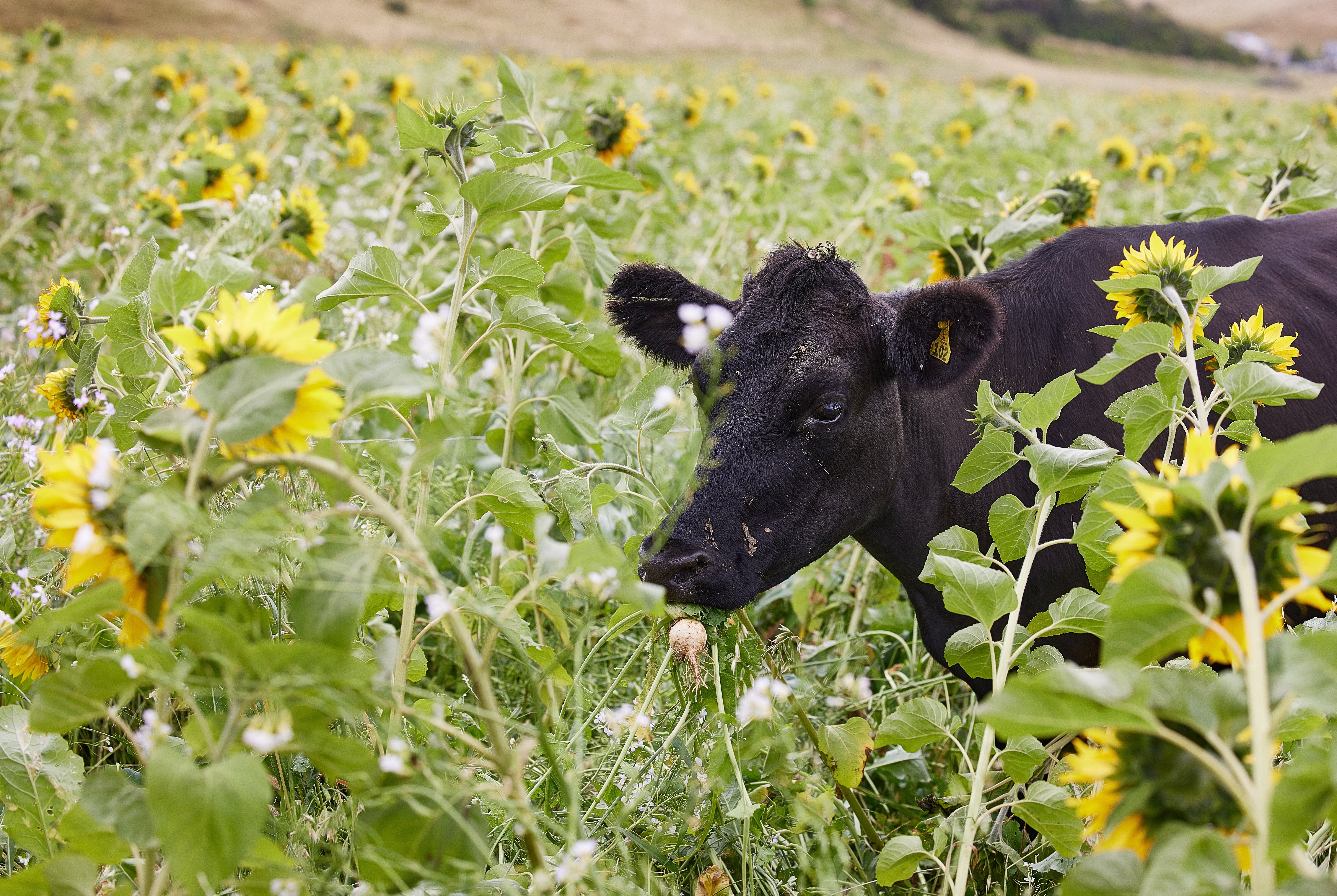 Regenerative dairy pastures