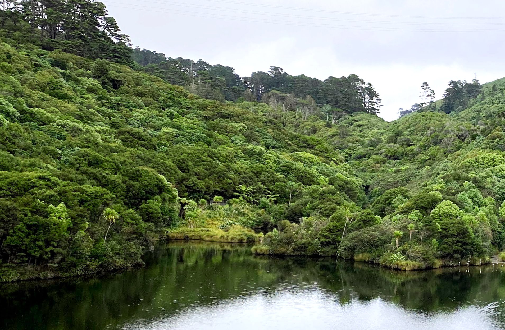 Native Forest Regeneration on Whenua Māori