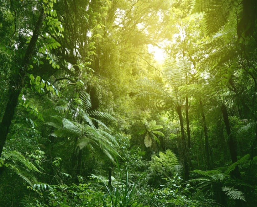 Native Biodiversity
