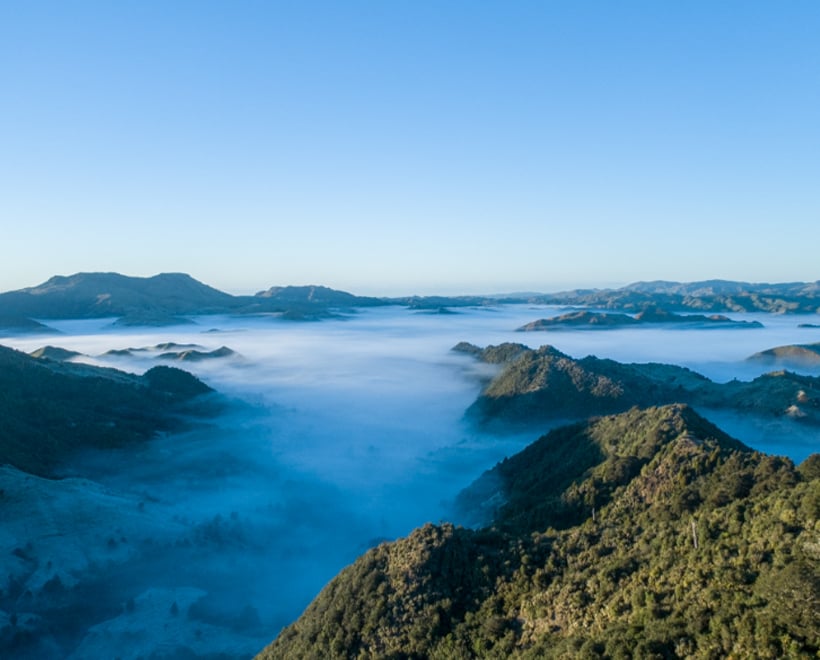 Native Forest Regeneration on Whenua Māori