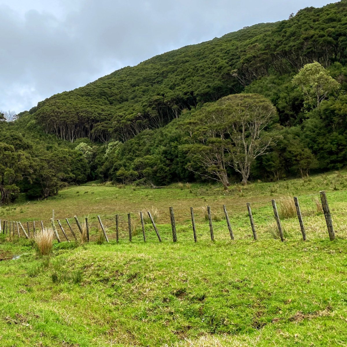 Native forest