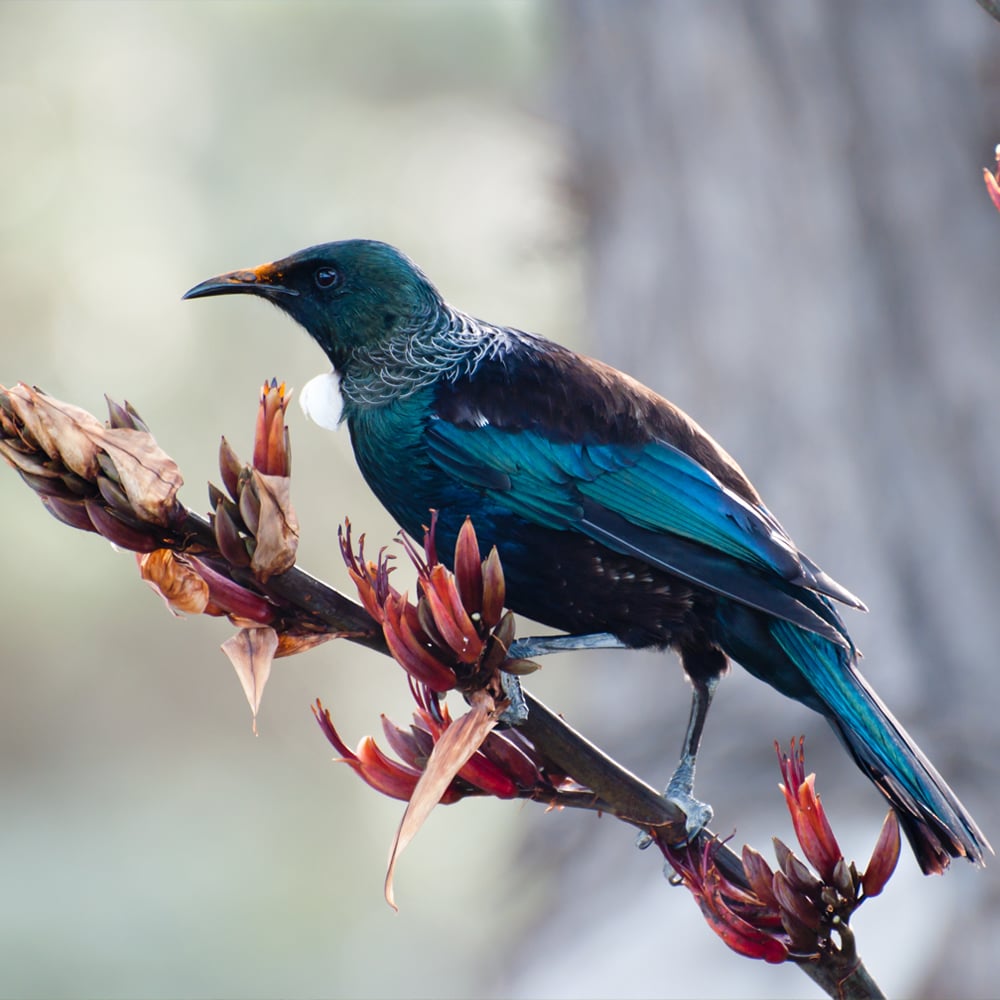 Native Biodiversity Protection